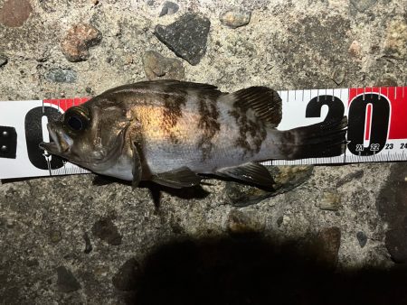 連日メバリング