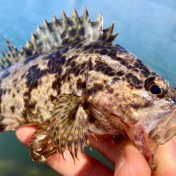 昼間の様子は？