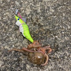 ⭐️やっとタコ開幕