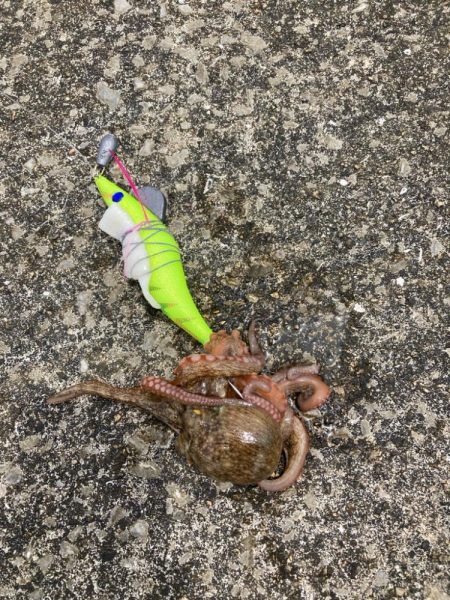 ⭐️やっとタコ…