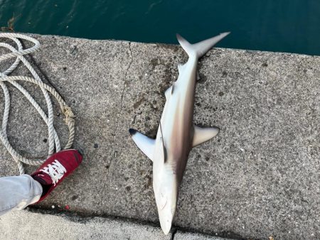 久しぶりのサメ