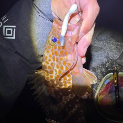 ミドル？ライトゲームでキジハタを