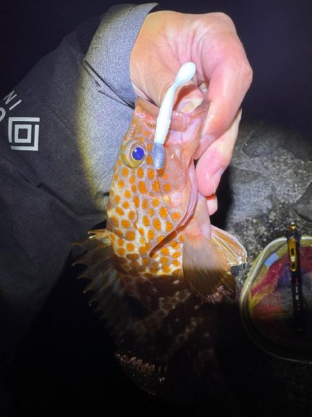 ミドル？ライトゲームでキジハタを