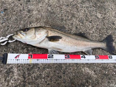 まさかの反応薄