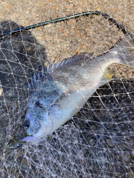 ⭐️久しぶり手応え