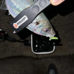 夜磯鯵ing🎣