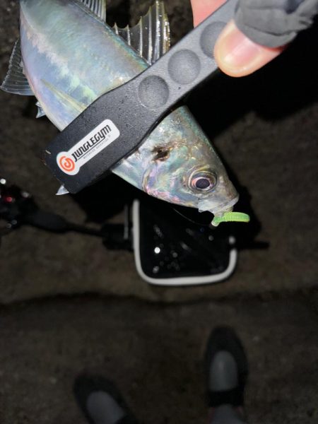 夜磯鯵ing🎣