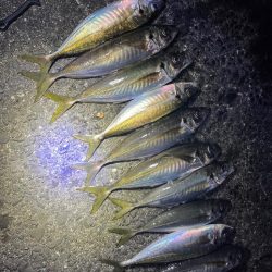 夜な夜なアジング