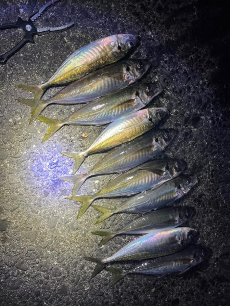 夜な夜なアジング