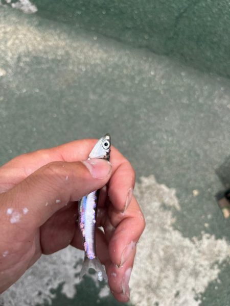 短時間お土産釣り