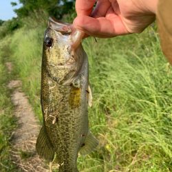 アベレージサイズ