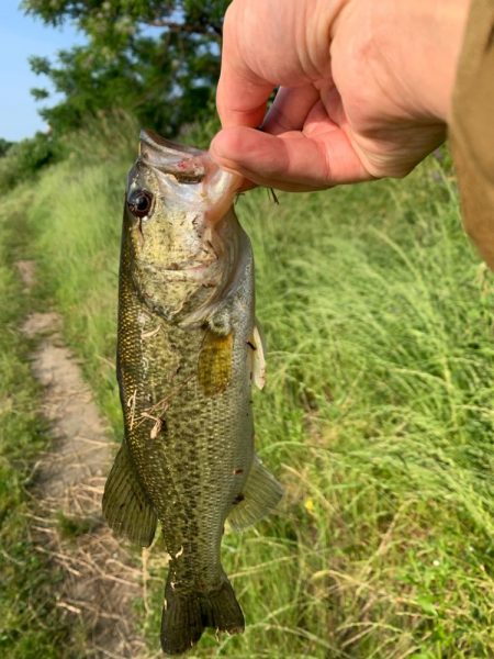 アベレージサイズ