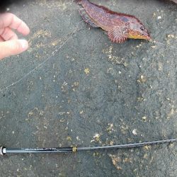 旅先穴釣りアイナメゲット