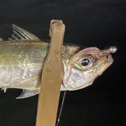 ジグ単de〜アジング♪勉強しなおします。