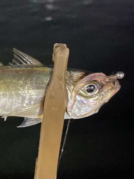 ジグ単de〜アジング♪勉強しなおします。