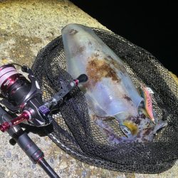 春🦑開幕!\(^o^)/