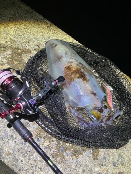 春🦑開幕！＼(^o^)／