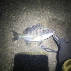 アジング開幕戦！