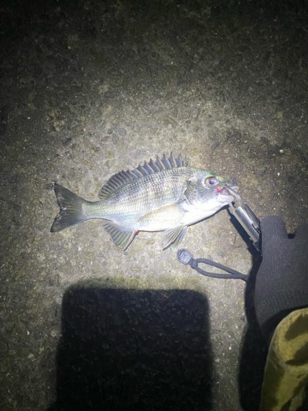 アジング開幕戦！