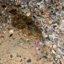 ヒラメとキジハタ