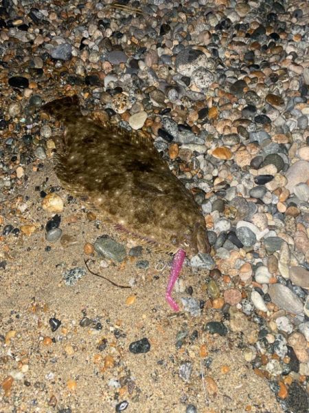 ヒラメとキジハタ