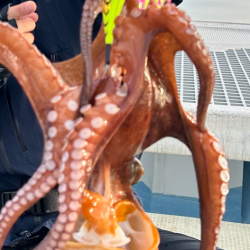 またまたタコチャン