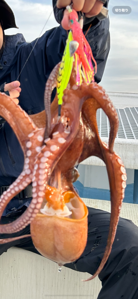 またまたタコチャン