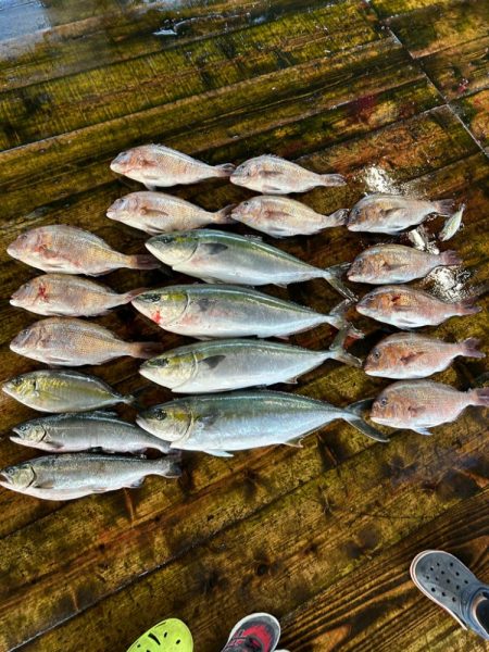 あなたに逢い鯛　夕まずめコース