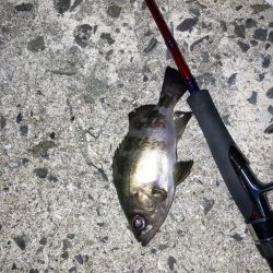 メバルプラッキング