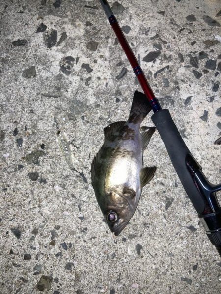 メバルプラッキング