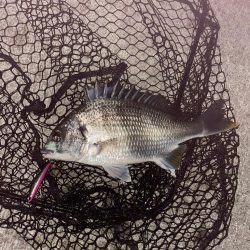 風強すぎ、ボラ多すぎ