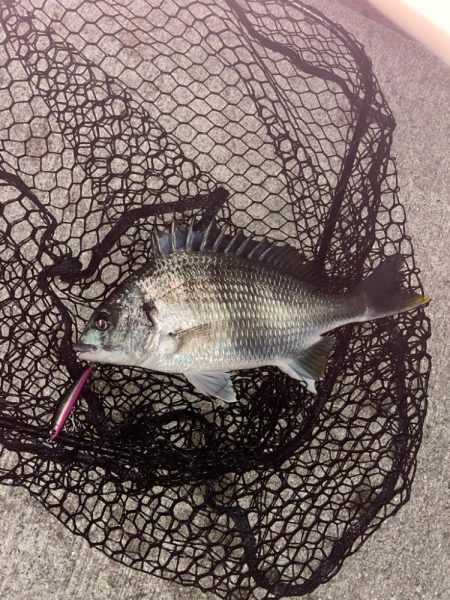 風強すぎ、ボラ多すぎ