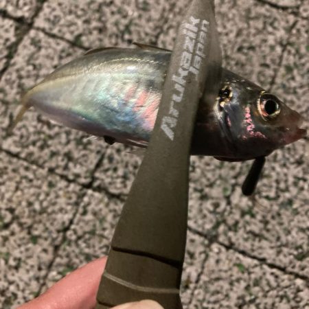 風つよめなアジング