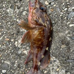 青物はまだみたい