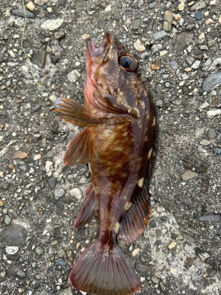 青物はまだみたい