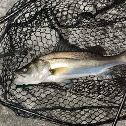 バチ抜けシーバス