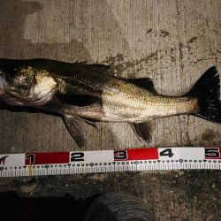 ニューロッド初日で仕留めた1匹