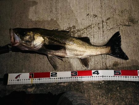 ニューロッド初日で仕留めた1匹