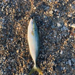 人生初の爆釣果