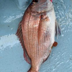 タイラバで真鯛