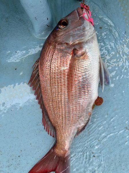 タイラバで真鯛