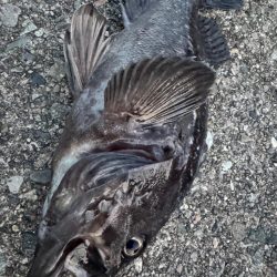 まさかの巨大クロソイ