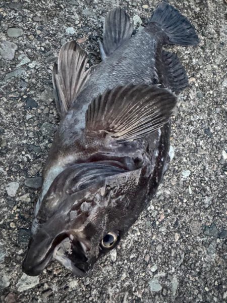 まさかの巨大クロソイ