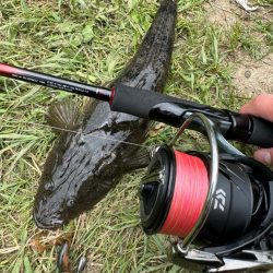 チニングならぬマゴチング