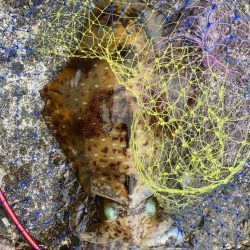 アオリのちシーバス