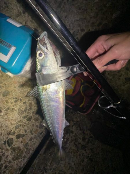 フロート、ショアジギ