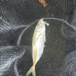 強風で断念も魚はいる