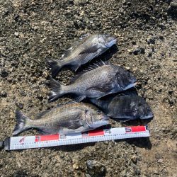 磯で乗っ込みチヌ釣り