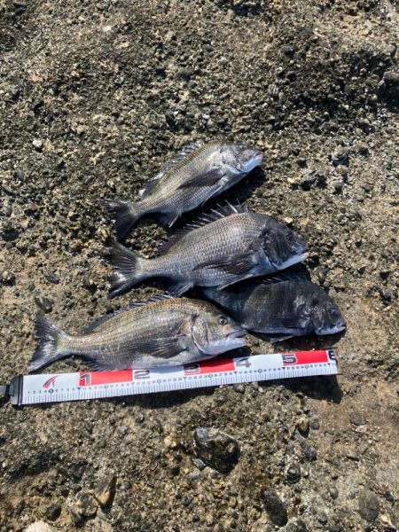 磯で乗っ込みチヌ釣り