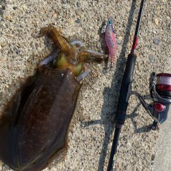 春🦑2杯目GET (^.^)